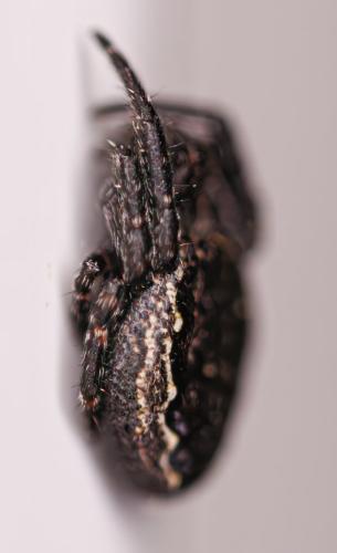Réf. 352 747 : Nuctenea umbratica